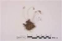 藏品(真苔科)的圖片